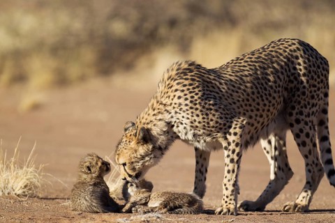 Cheetah (Acinonyx jubatus)