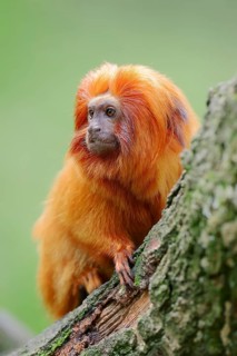 Golden Lion Tamarin (Leontopithecus rosalia)