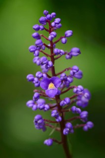Flowering Bamboo or Blue Ginger (Dichorisandra thyrsiflora)