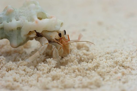 Hermit Crab (Paguroidea) crawling along the beach