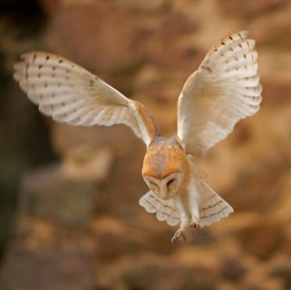 Barn Owl (Tyto alba) in flight