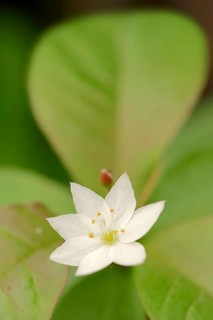 Chickweed Wintergreen or Arctic Starflower (Trientalis europaea)