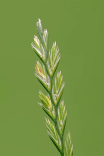 Perennial Ryegrass (Lolium perenne)