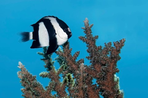 Whitetail dascyllus (Dascyllus aruanus)