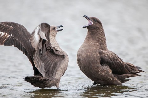 South Polar Skuas (Stercorarius maccormicki) arguing in a freshwater pond
