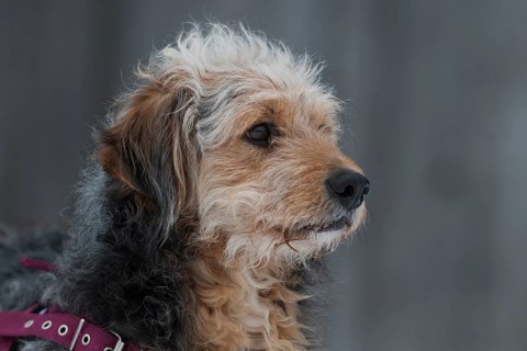 Bosnian Coarse-haired Hound or Barak-hybrid