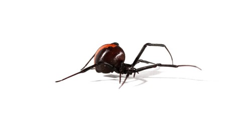 Redback Spider (Latrodectus hasselti)