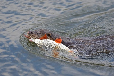 Otter (Lutra lutra) with Roach