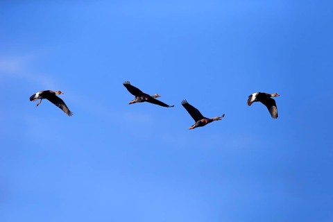Black-bellied Whistling Ducks (Dendrocygna autumnalis)
