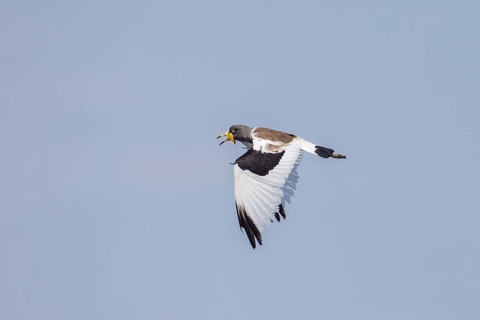 White-crowned Lapwing (Vanellus albiceps) in flight