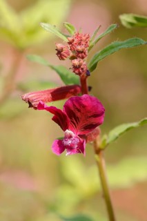 Creeping Waxweed or Cuphea (Cuphea procumbens)
