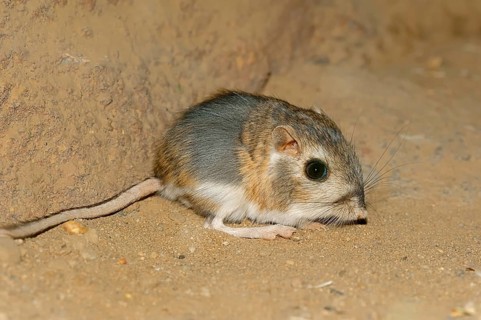 Merriam's Kangaroo Rat (Dipodomys merriami)