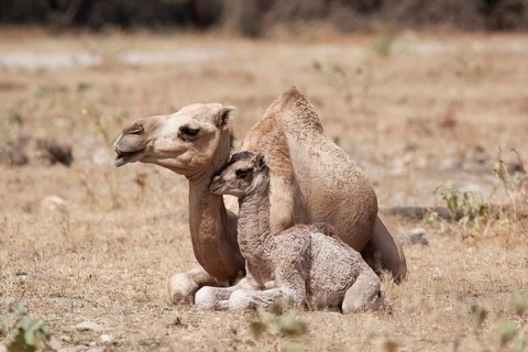 Dromedary (Camelus dromedarius) with young