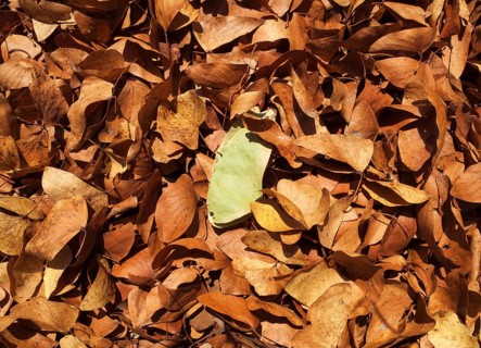 Fallen Mopane leaves (Colophospermum mopane)