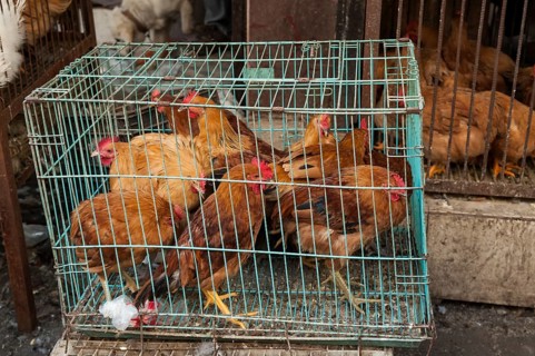 Chickens crammed into a metal cage at a market