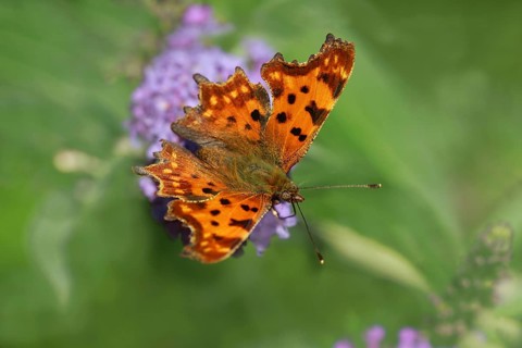 Comma (Polygonia c-album)