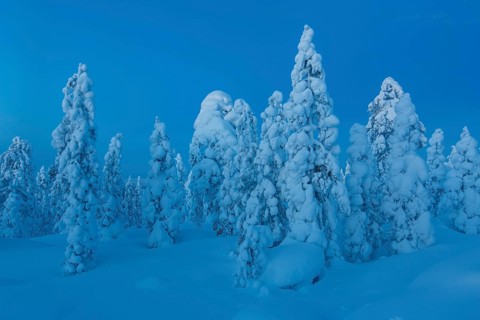 Finnish winter forest at twillight