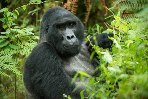 Mountain Gorilla (Gorilla beringei beringei)