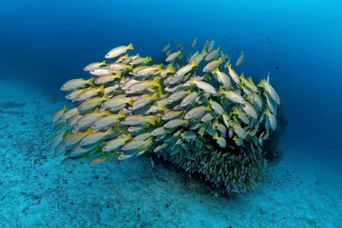 Swarm of Bigeye Snapper (Lutjanus lutjanus) in front of a block of coral