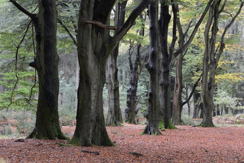 Beech forest