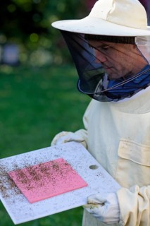 Beekeeper checking his colonies for the Varroa mite infestation (Varroa destructor)