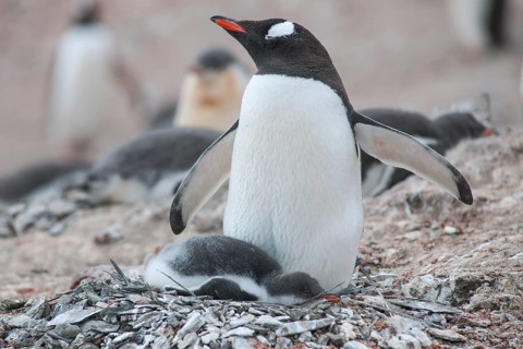 Gentoo Penguin (Pygoscelis papua) and chick at the nest