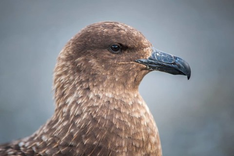 South Polar Skua (Stercorarius maccormicki)