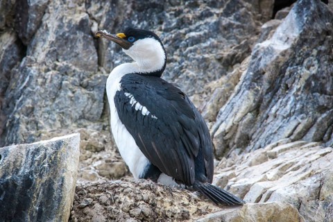 Blue-eyed Shag or Imperial Shag (Phalacrocorax atriceps) at its nesting site