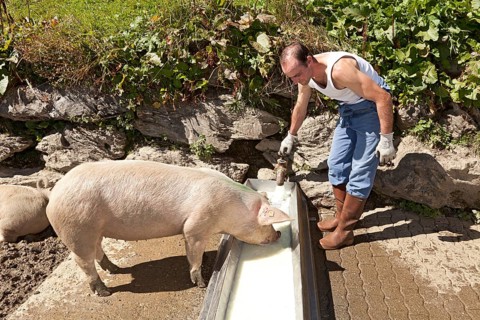 Dairyman feeding the whey resulting from cheese-making to the pigs