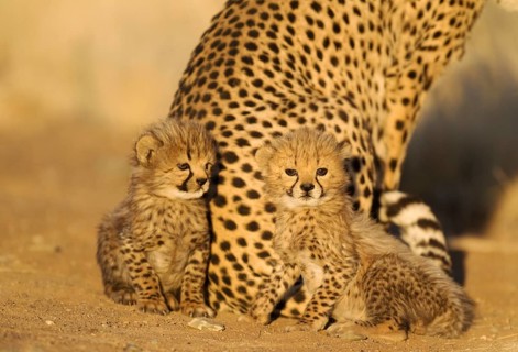 Cheetah (Acinonyx jubatus)