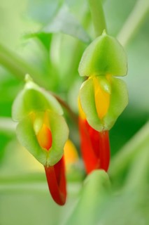 Parrot Impatiens (Impatiens niamniamensis)