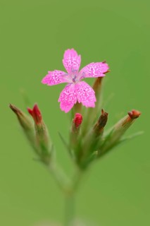 Deptford Pink (Dianthus armeria)