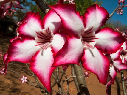 Impala Lily (Adenium multiflorum)