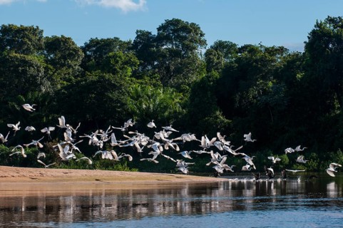 Flock of Cocoi Herons (Ardea cocoi)