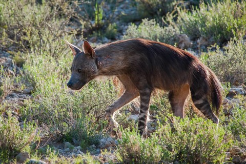 Brown Hyena (Parahyaena brunnea)