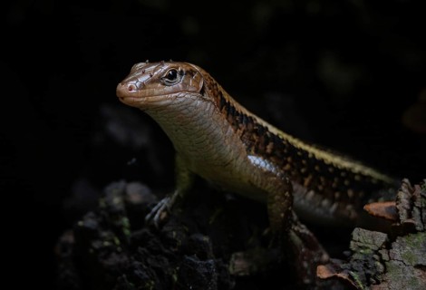 Wide-tailed zonosaur (Zonosaurus laticaudatus)