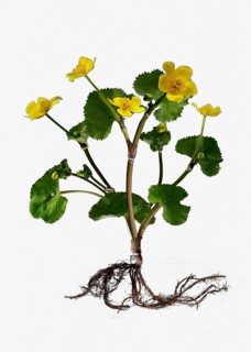 Marsh Marigold or Kingcup (Caltha palustris)