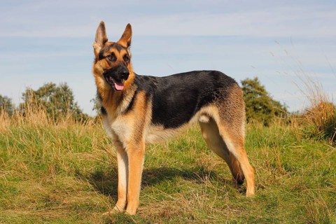 German Shepherd