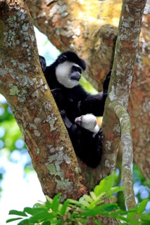 Angolan Colobus or Angola Colobus (Colobus angolensis)
