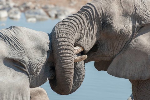 Two African Elephants (Loxodonta africana)