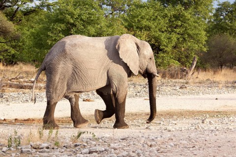 African Elephant (Loxodonta africana)