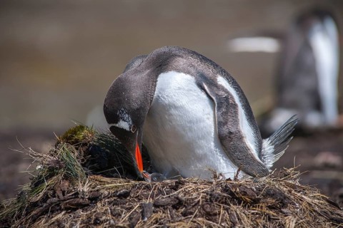 Gentoo Penguin (Pygoscelis papua) with chick at nest