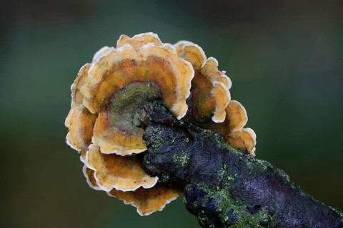 Bleeding Oak Crust (Stereum gausapatum)