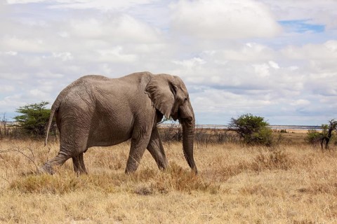 African Elephant (Loxodonta africana)