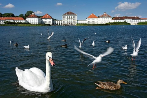 Mute swans (Cygnus olor) and other water birds on the palace canal
