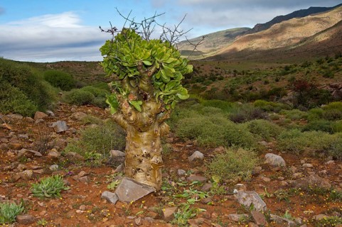 Botterboom or Butter Tree (Tylecodon paniculatus)