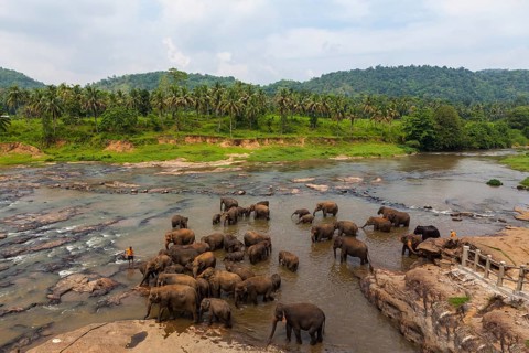 Herd of Asian elephants (Elephas maximus) from the Pinnawala Elephant Orphanage bathing in the Maha Oya river