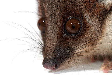Common Ringtail Possum (Pseudocheirus peregrinus)