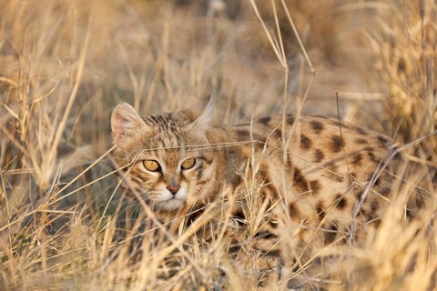 Black-footed Cat (Felis nigripes)