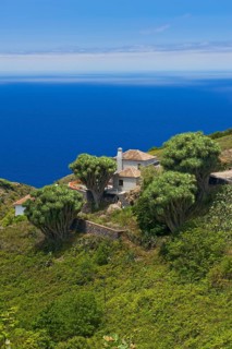 Canary Islands Dragon Tree (Dracaena draco)